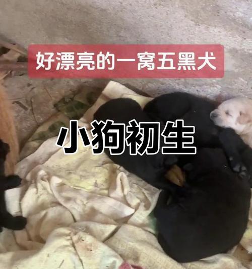 宠物世界中的伤痛（一场突如其来的悲剧，面对小生命的离世我们应该怎么办？）