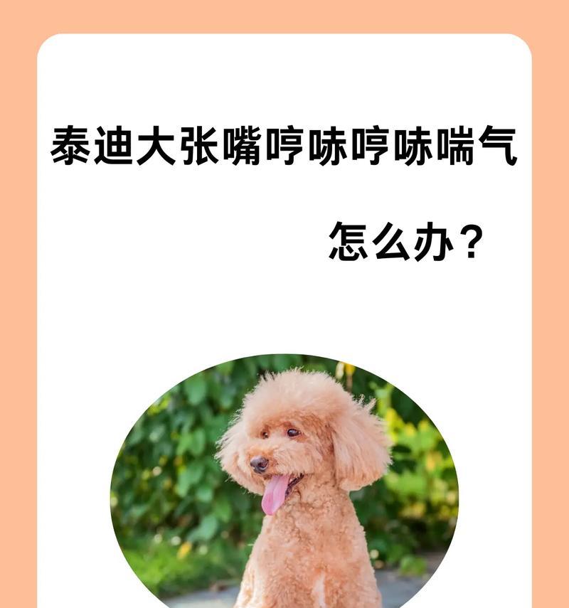 狗狗气喘的常见原因与处理方法（呼吸问题可能导致的短时间喘气，不用过于担心）