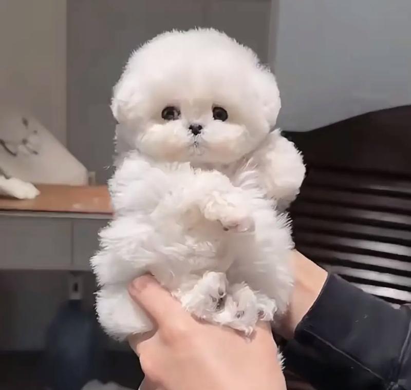 比熊犬的大小体分别——了解不同尺寸的比熊犬(探索迷人的比熊犬世界,从小到大)