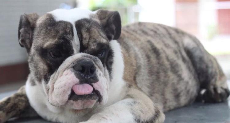 斗牛犬为何越养越瘦?(探究英国斗牛犬瘦的原因与解决方法)