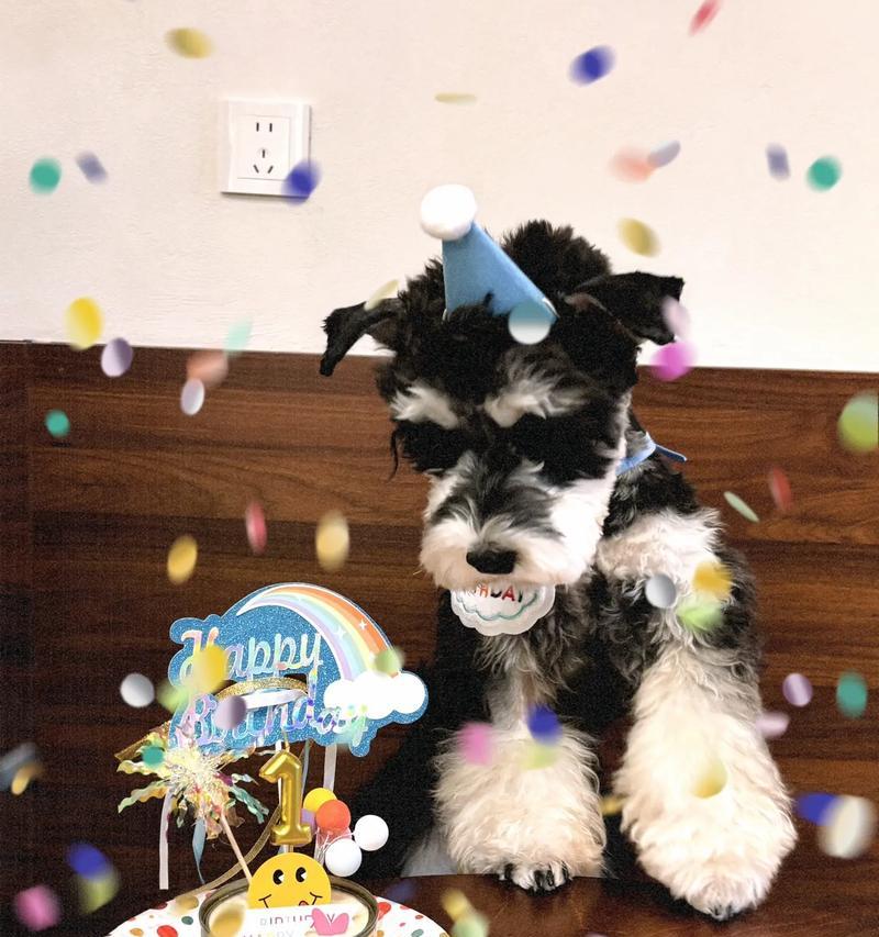 给狗狗过生日的完美指南(如何让你的狗狗度过一个难忘的生日)