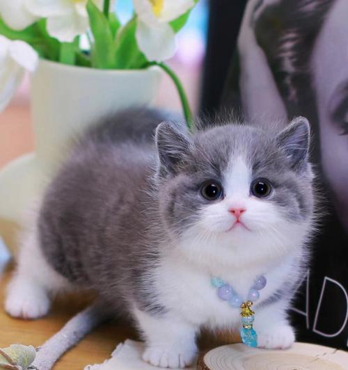 曼彻斯特短腿猫（探秘曼彻斯特短腿猫的特点与魅力）
