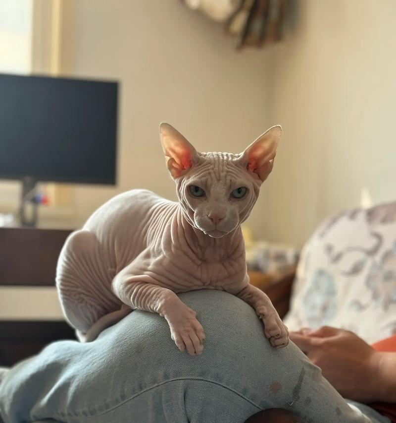 探秘神秘的斯芬克斯猫(一只谜一般的猫咪)