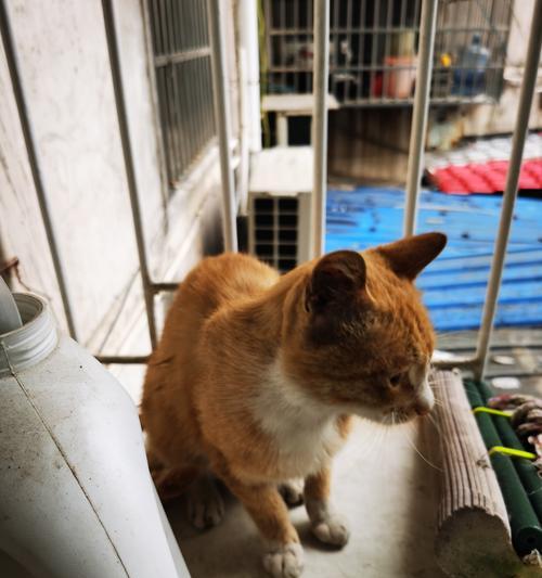 《那只陪伴我们走过岁月的猫》（岁月、回忆、陪伴）