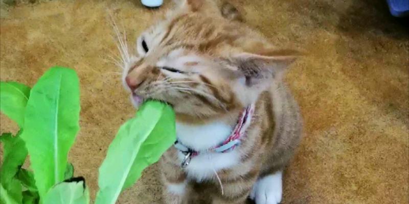 猫咪能吃蔬菜吗？探讨适合猫咪的蔬菜选择（探索猫咪蔬菜饮食的健康选择，满足猫咪营养需求）