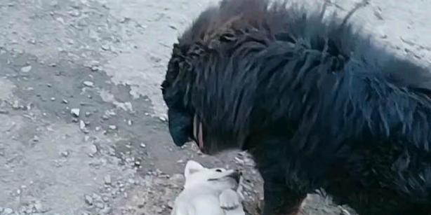 藏獒（凶猛威猛，挚爱猎人的可靠伙伴）