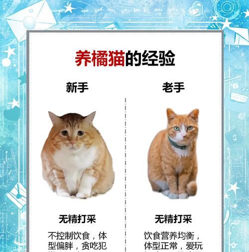 揭秘橘猫吃不胖的原因(探寻橘猫体重控制的关键因素)