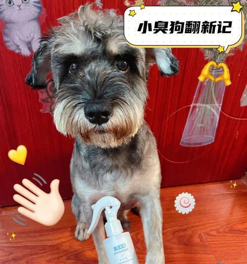 消除狗身上的臭味的有效方法(如何使你的爱犬散发清新宜人的气味)