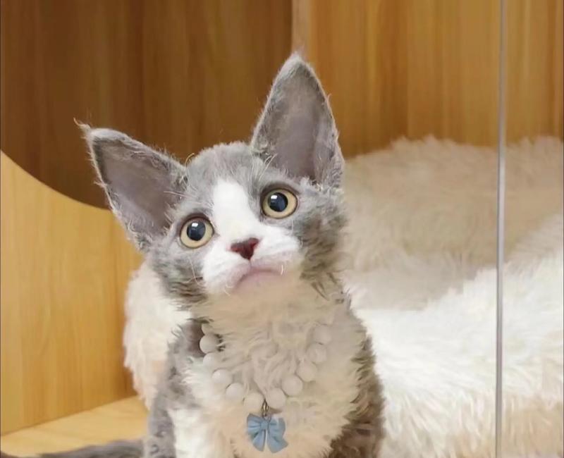 德文卷毛猫白色蓝眼的优点与特点